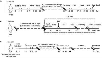 Electro-Acupuncture Improve the Early Pattern Separation in Alzheimer’s Disease Mice via Basal Forebrain-Hippocampus Cholinergic Neural Circuit